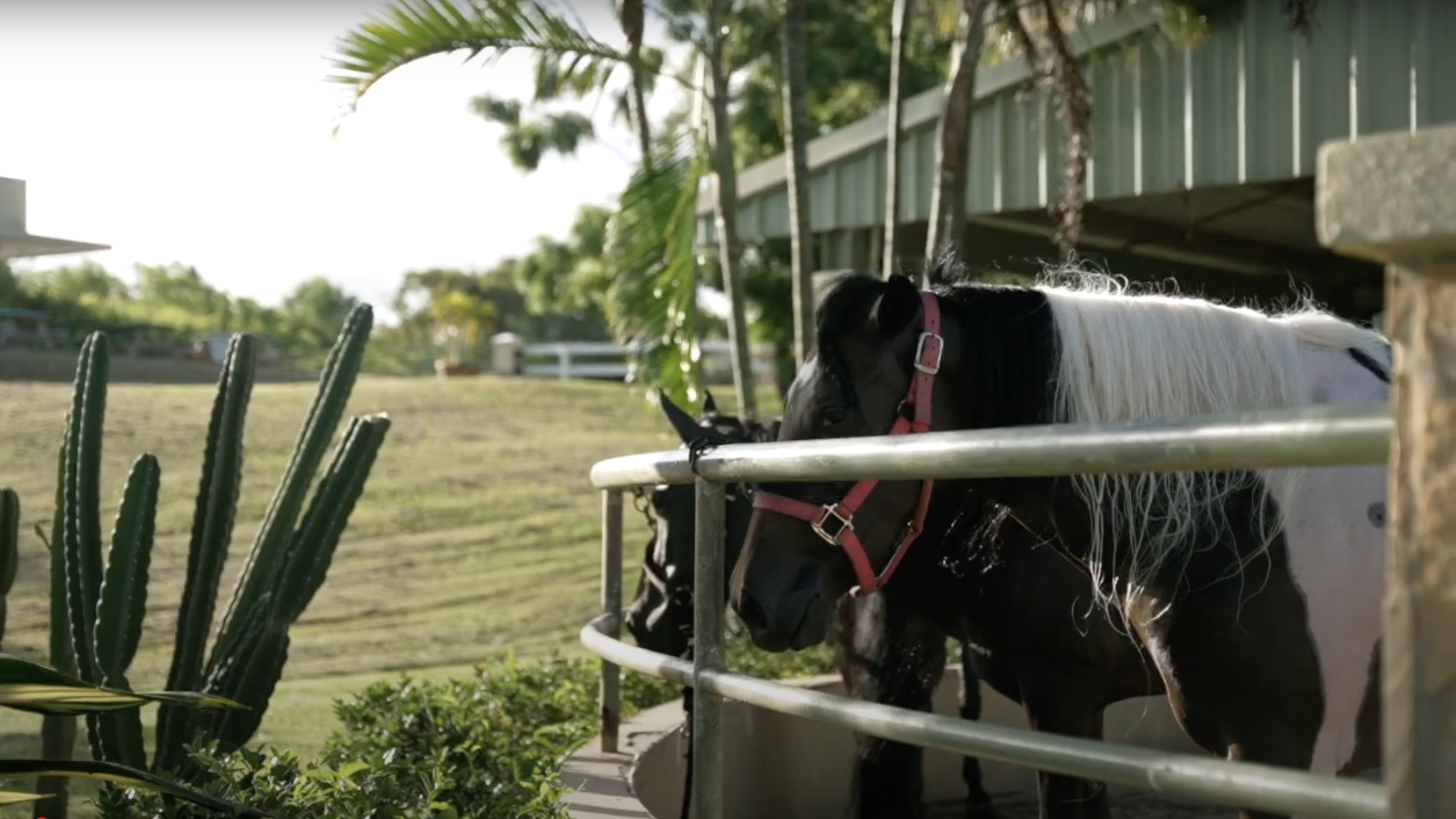 Horse Riding Tutorial