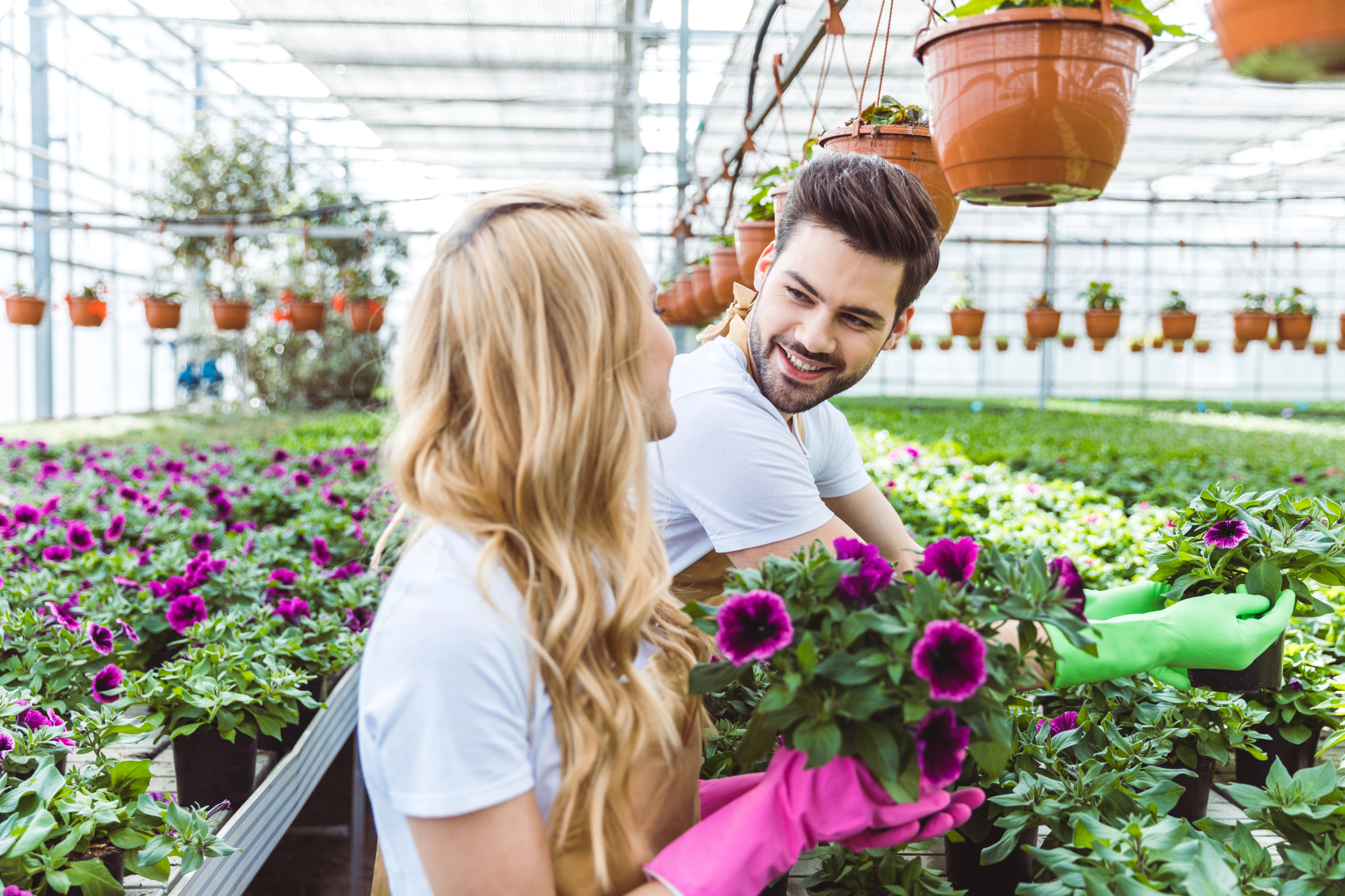 Gardeners wearing protective gloves and planting blooming flowers in pots a happy couple of business owners enjoy gardening together in a lush greenhouse filled with colorful purple flowers.