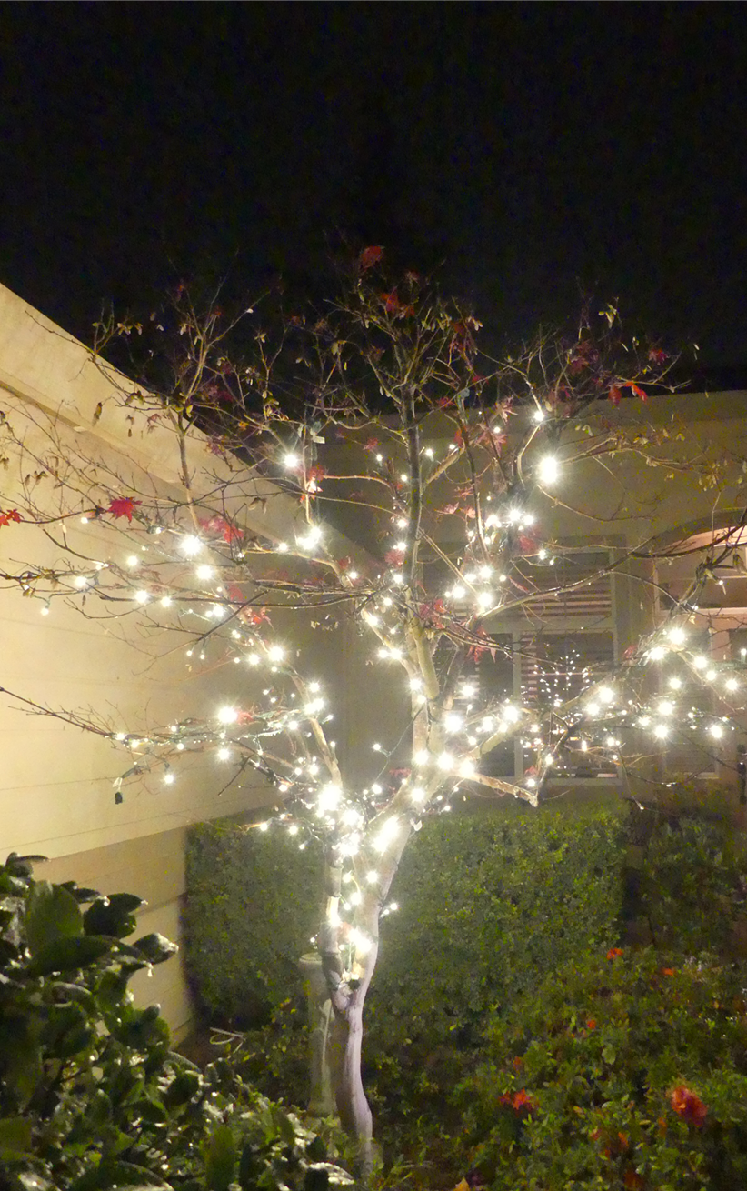 Warm white mini lights on a tree in Sun City Roseville