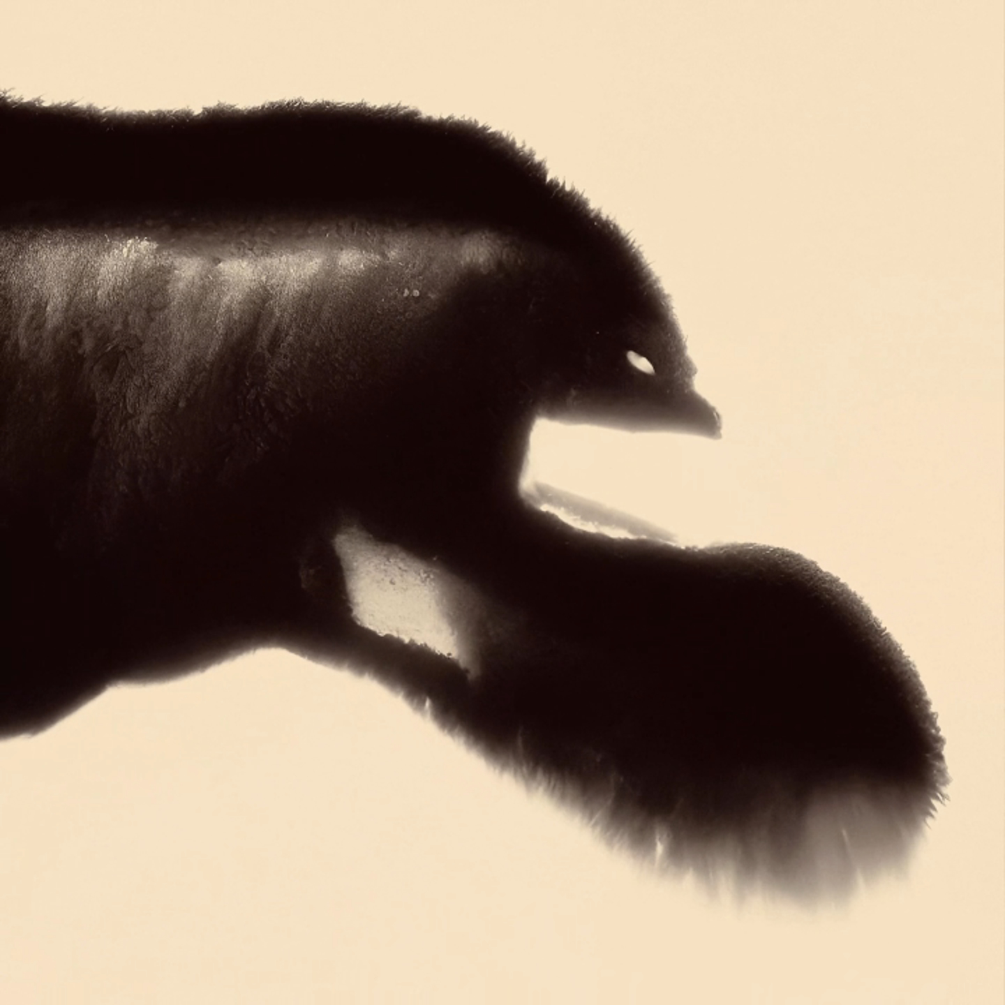 Looking in the Mirror: The Biological Hardware behind Chimera