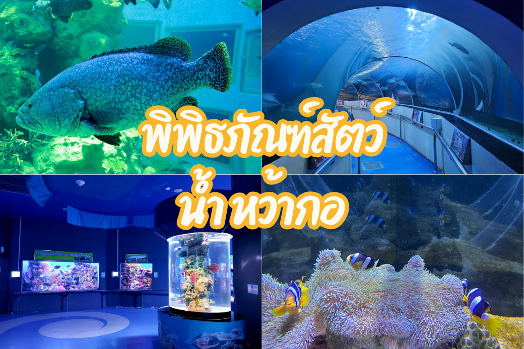 ดำดิ่งโลกใต้ทะเล! ชุ่มฉ่ำใจที่ 'พิพิธภัณฑ์สัตว์น้ำ หว้ากอ' ประจวบฯ ส่องสัตว์แปลกตาแบบใกล้ชิด!