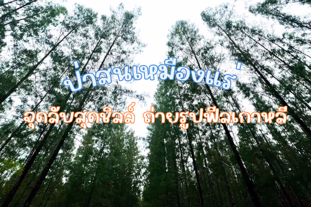 ภาพถนนสายสั้นๆ ที่มีทิวสนสูงชะลูดเรียงรายขนาบสองข้างทาง ณ ป่าสนเหมืองแร่ ทับสะแก ประจวบคีรีขันธ์