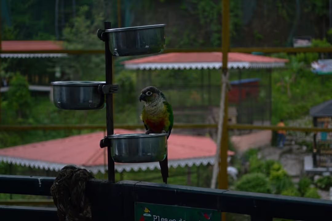 Person bird watching in a lush forest