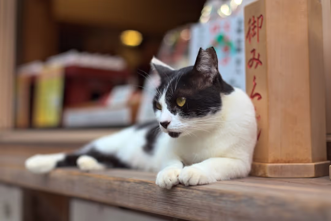 An adorable cat dressed in a traditional Japanese kimono, looking thoughtful.