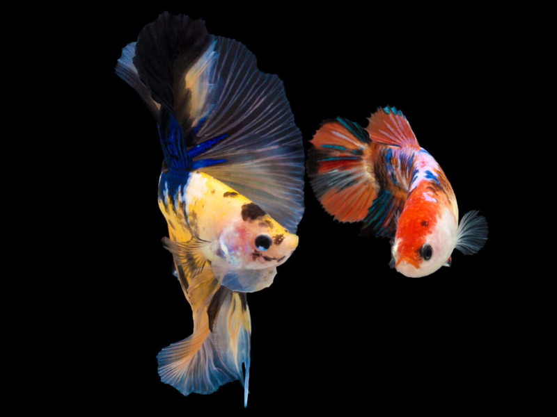 Mastering Betta Splendens Care: A Comprehensive Guide for Happy, Healthy Fish