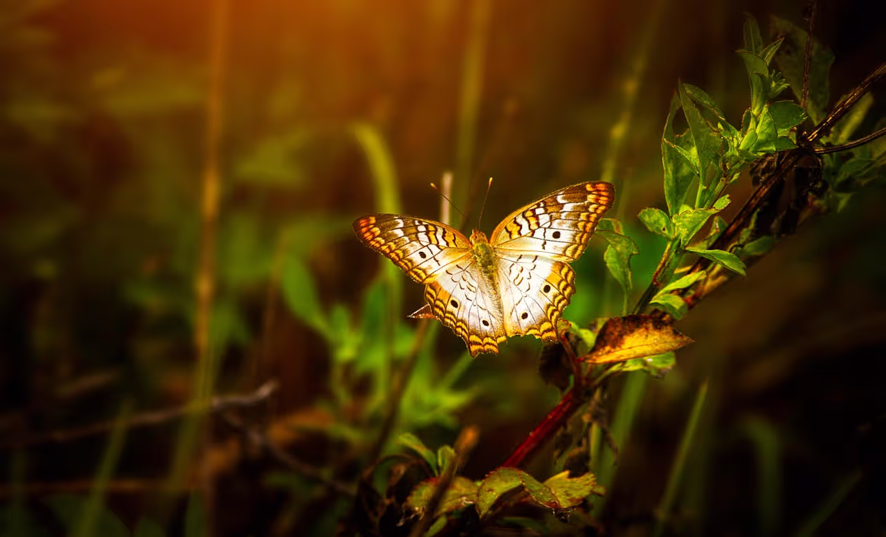 Close-up-of-a-butterfly-sitting-on-lush-green-leaves-with-a-warm-glow-from-sunlight