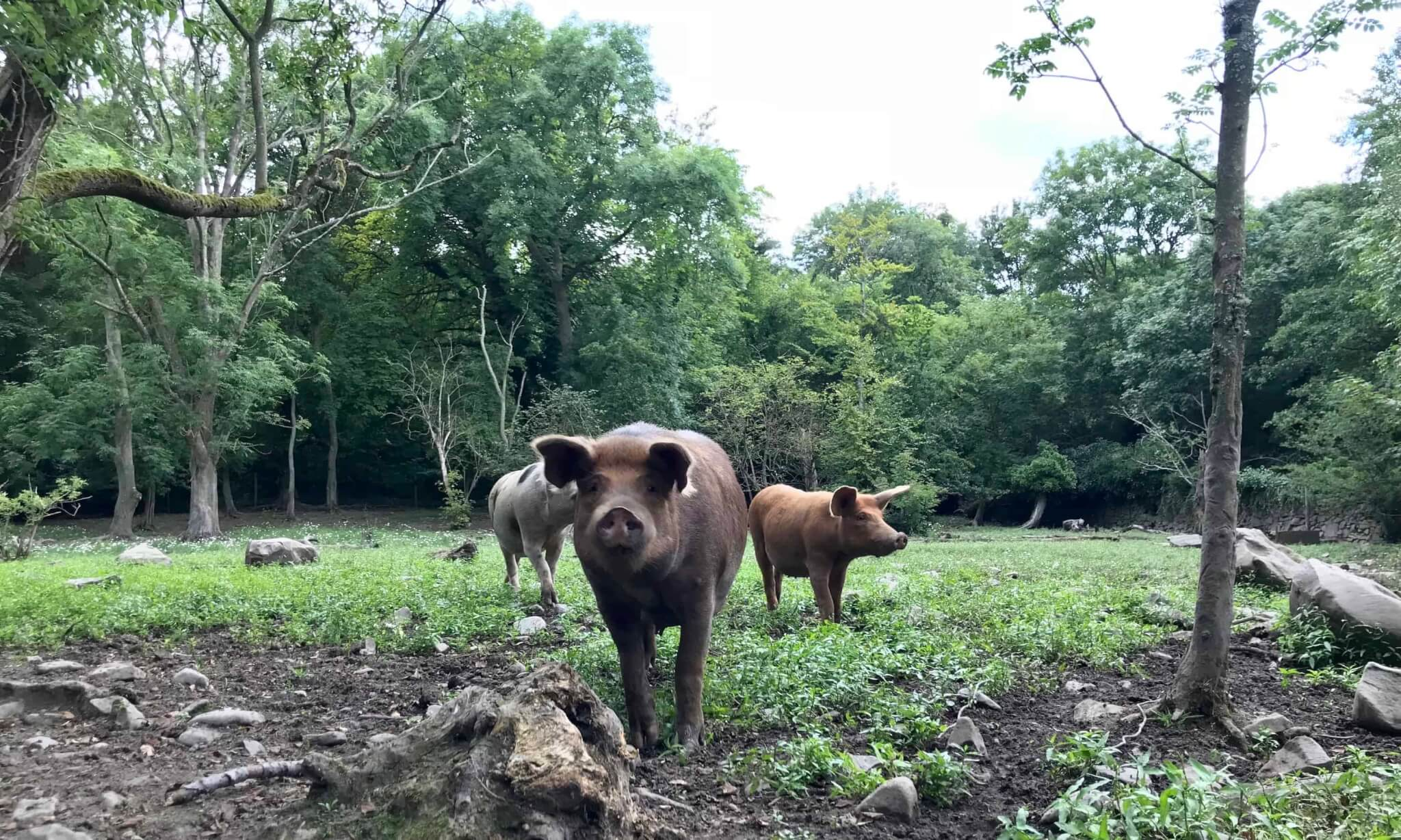 Trottery Goodness Bone Broth Recipe