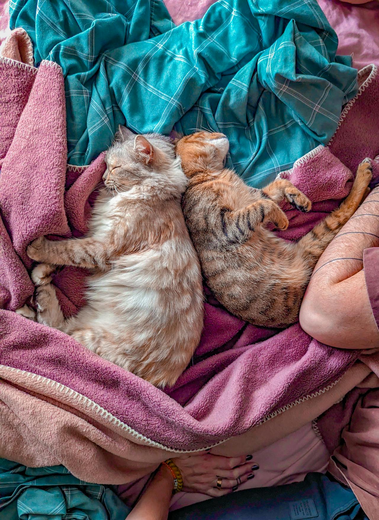 average pay for house sitters