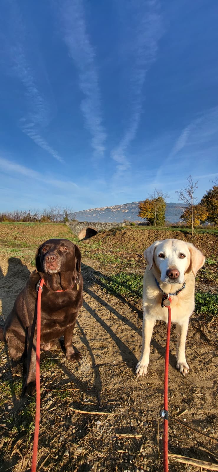 Lucca and Teddy. House Sitting for Remote Workers