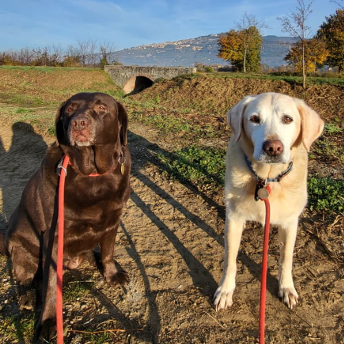 what do house sitters usually do?