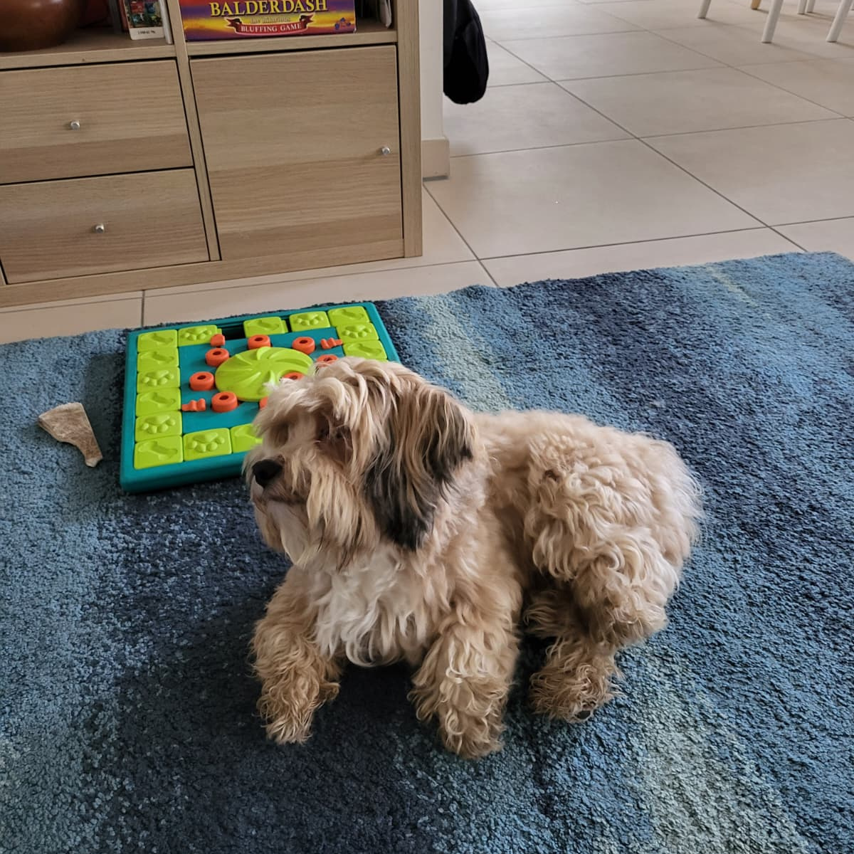 House sit in Luxemburg House sit in Luxemburg