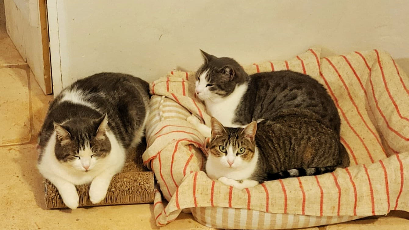 house sitting safety