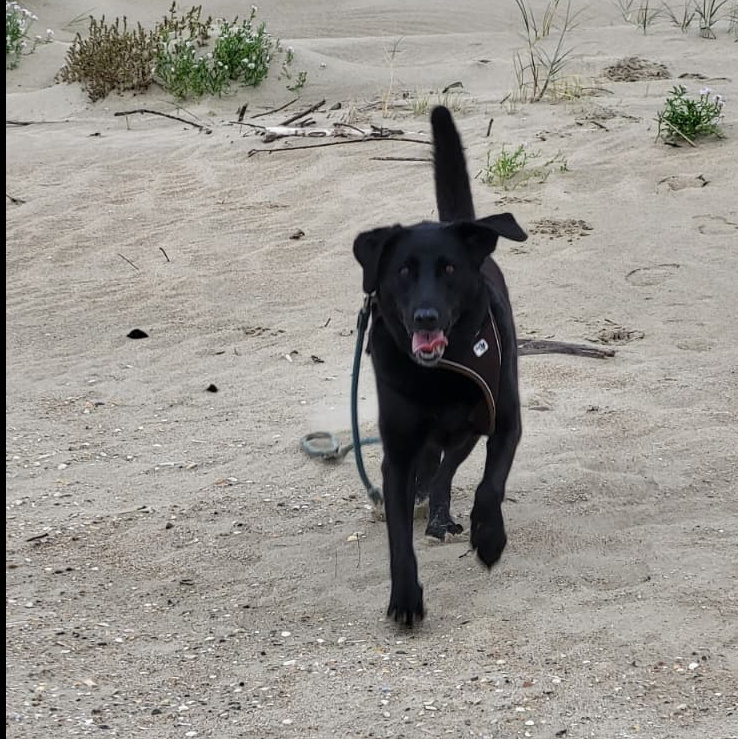 Trusted House Sitting Conflict Resolution