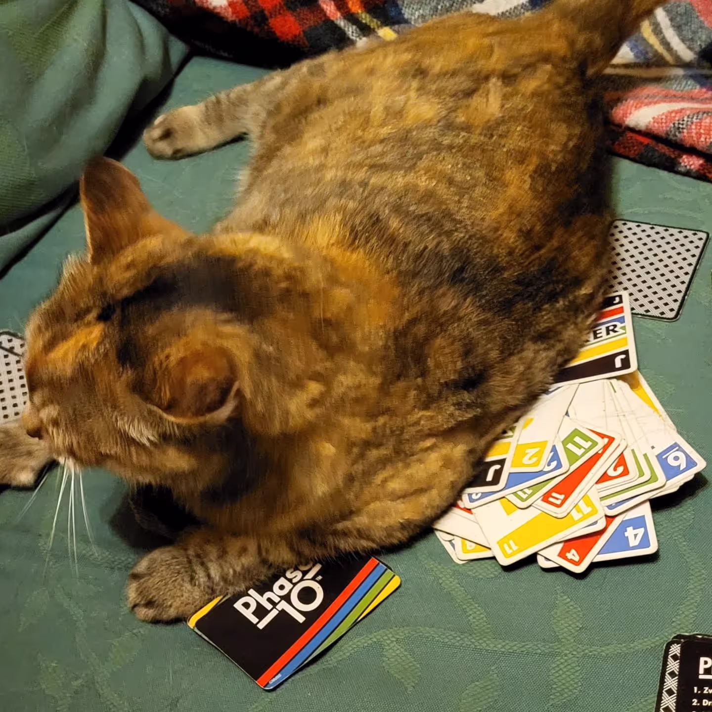 Cat sitting on Phase 10 cards - How to prepare for a house sitter