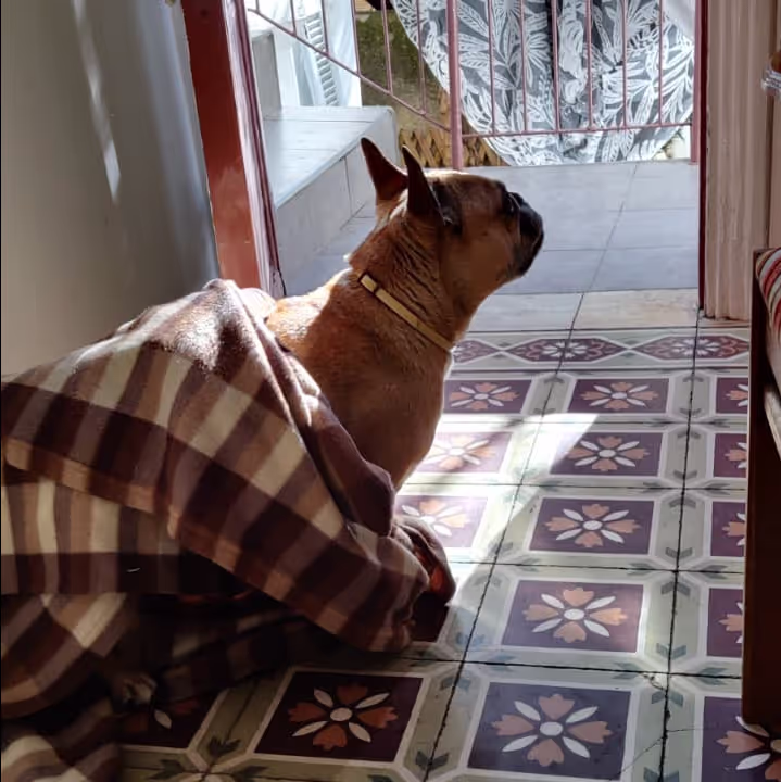 French Bulldog in a blanket - pet boarding vs house sitting French Bulldog in a blanket - pet boarding vs house sitting