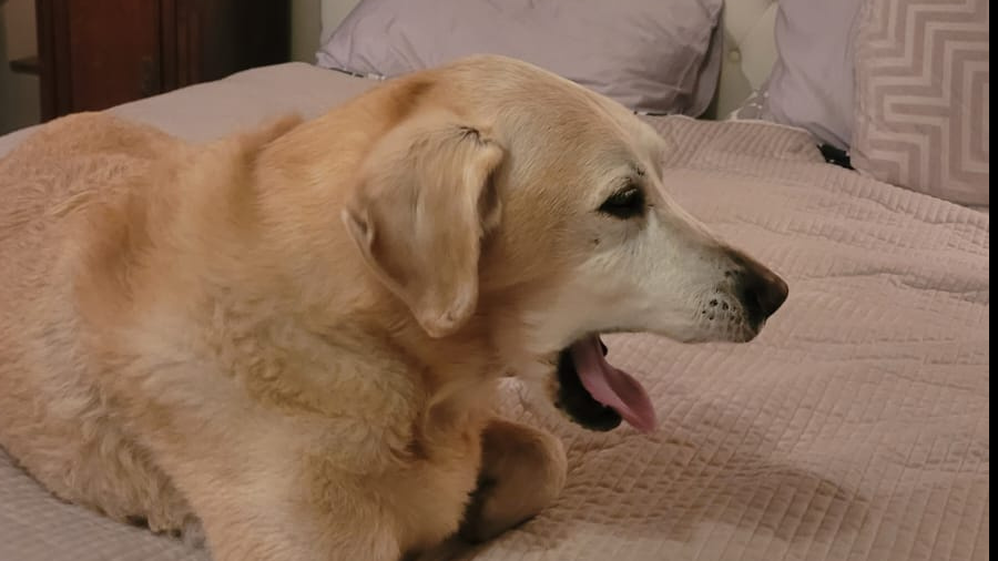 Dog Yawning on a bed 