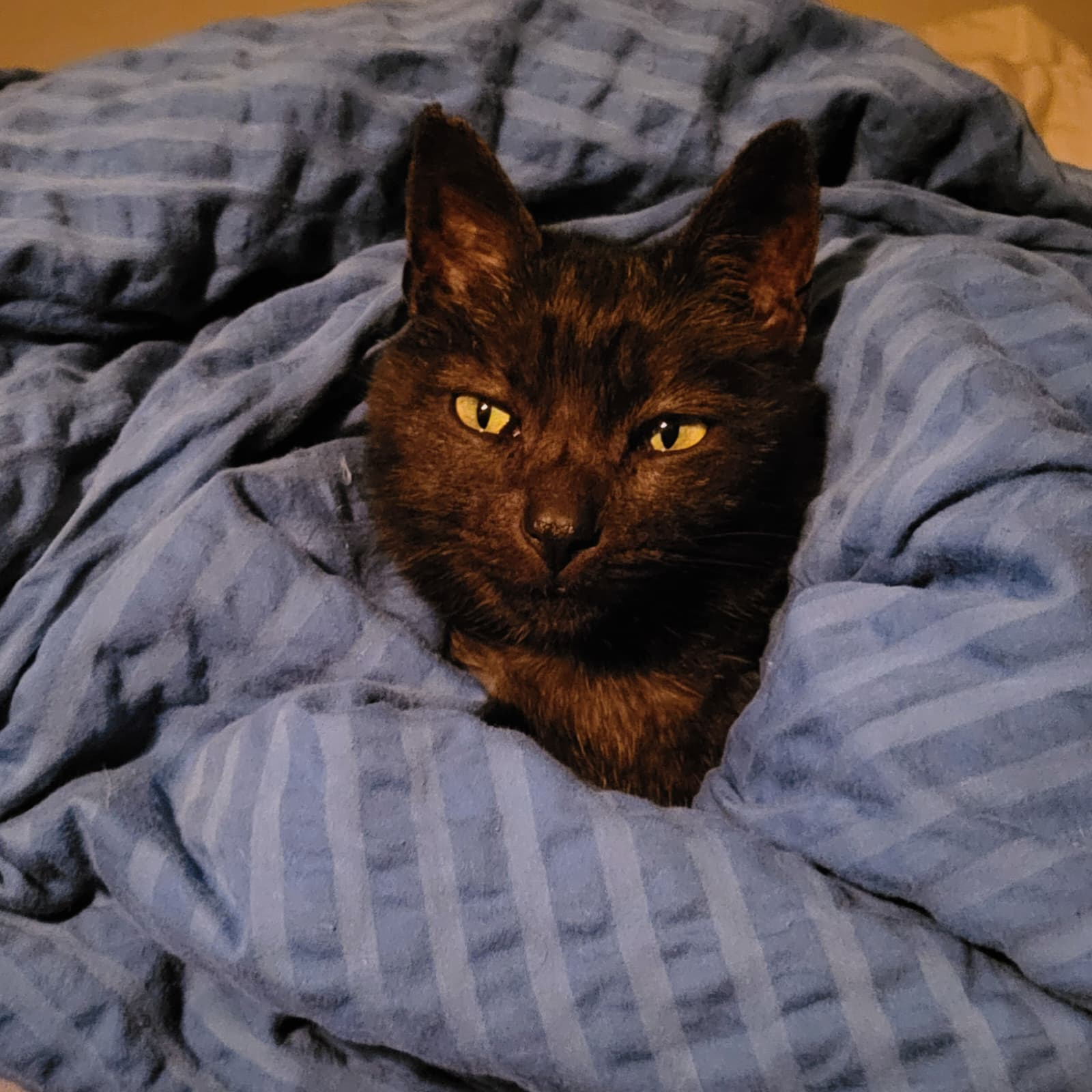 Cat in Blanket from Switzerland