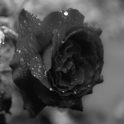 Black Rose