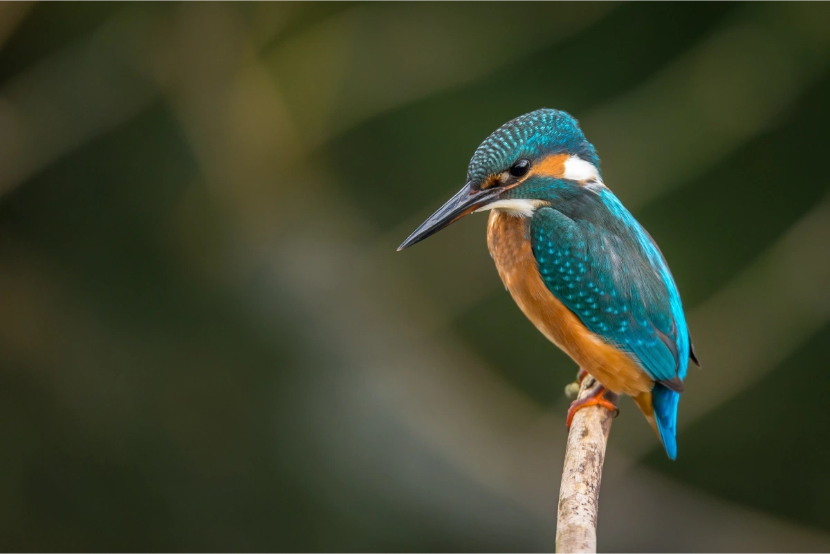 Lorem ipsum dolor sit amet, consectetur adipiscing elitenean euismod