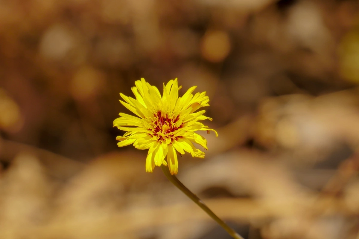 Donec sodales elit vel elementum placerat duis in efficitur velit